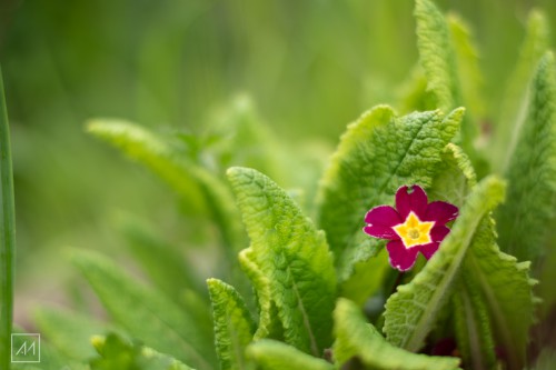 Flores