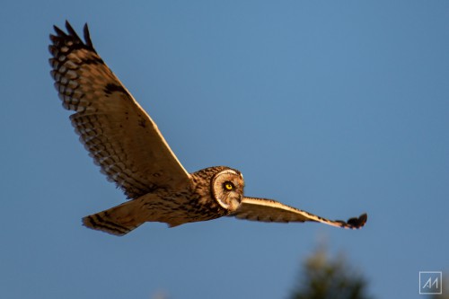 Nuco en vuelo